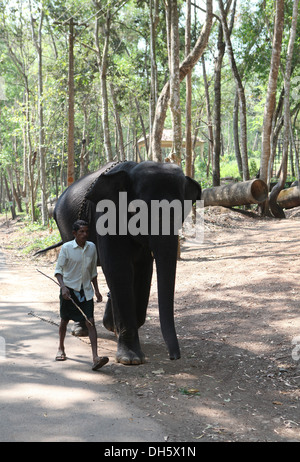 Marcher avec un cornac jeune éléphant d'Asie (Elephas maximus), Kappukadu,Centre de réadaptation d'éléphants en Inde. Banque D'Images