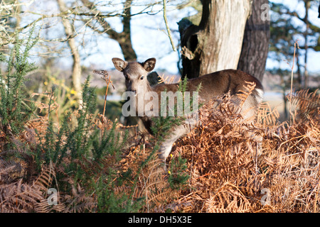 Le cerf sika le pâturage dans les bois de Arne Réserve Naturelle RSPB, Dorset, UK (Cervus nippon), d'hiver Banque D'Images