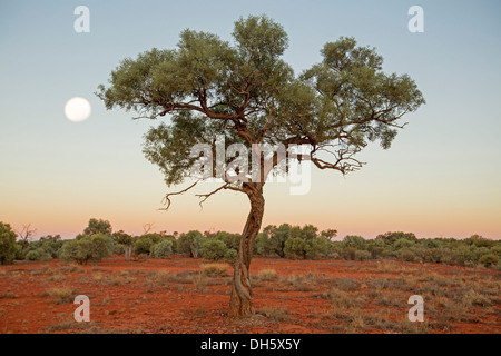 Arbre solitaire, terre rouge de plaines, ciel rose et la pleine lune à l'aube dans paysage australien de l'outback du Territoire du Nord Banque D'Images