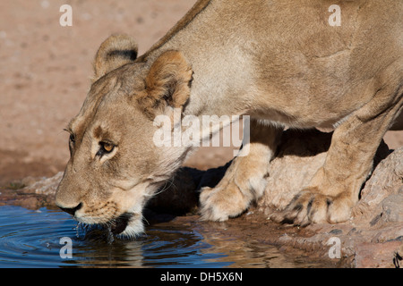 Lionne africaine boire d'une eau dans le désert du Kalahari Banque D'Images