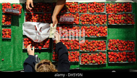 Les ventes de fruits, les fraises biologiques au marché de fermiers, Crocker Galleria, du quartier financier, San Francisco, Californie Banque D'Images