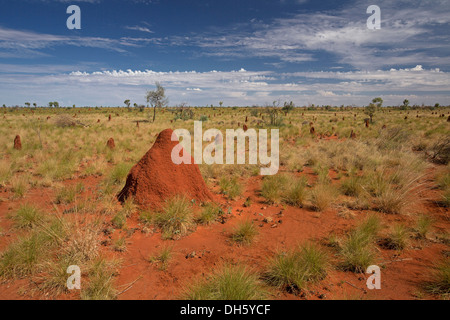 Australian Outback coloré rouge paysage avec des termitières et de touffes d'herbe sur des plaines s'étendant à l'horizon et ciel bleu Banque D'Images