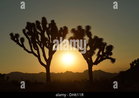 Le coucher du soleil, Joshua trees (Yucca brevifolia), Joshua Tree National Park, désert de Mojave, Californie, USA Banque D'Images