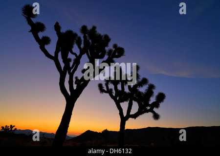 Après le coucher du soleil, Joshua trees (Yucca brevifolia), Joshua Tree National Park, désert de Mojave, Californie, USA Banque D'Images