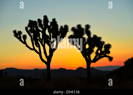 Après le coucher du soleil, Joshua trees (Yucca brevifolia), Joshua Tree National Park, désert de Mojave, Californie, USA Banque D'Images