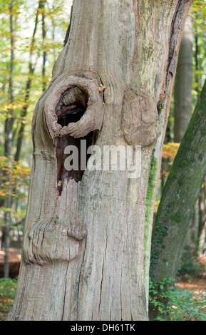 Vieil arbre avec le trou de l'automne nature Banque D'Images