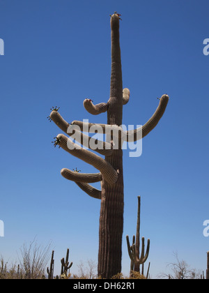 Un cactus géant saguaro avec plusieurs membres des 'pointant le long de Bajada Loop Drive à Saguaro National Park à Tucson, Arizona, USA Banque D'Images