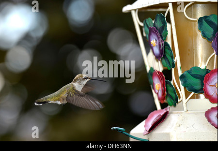 Colibri à gorge noire (Archilochus alexandri) en vol à une station d'alimentation, Escalante, Grand National Staircase-Escalante Banque D'Images