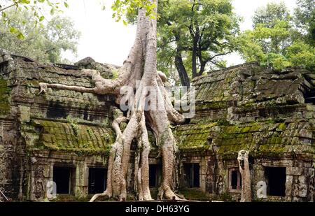Siem Reap, Cambodge. 13 Oct, 2013. Le temple Ta Prohm complexes de construction et près de Angkor Wat à Siem Reap, Cambodge, 13 octobre 2013. Le temple a été construit à la fin du 12e et au début du xiiie siècle par le roi Jayavarman VII. Une impressionnante caractéristique de Ta Prohm sont les arbres qui poussent sur les ruines. Photo : Jens Kalaene/dpa/Alamy Live News Banque D'Images