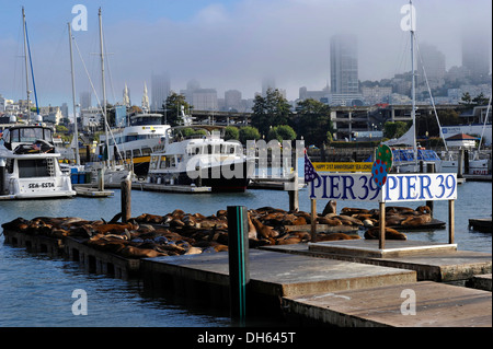 Panneau de Bienvenue sur le 21e anniversaire, l'otarie de Californie (Zalophus californianus) au Quai 39, marina, Fisherman's Wharf Banque D'Images