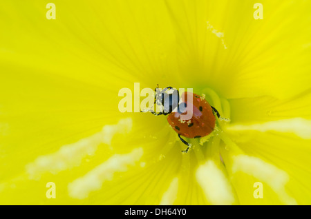 L'ONAGRE Oenothera [PSP] close-up de l'intérieur de la fleur avec sept-spot ladybird England UK de juillet. Ladybird manger le pollen Banque D'Images