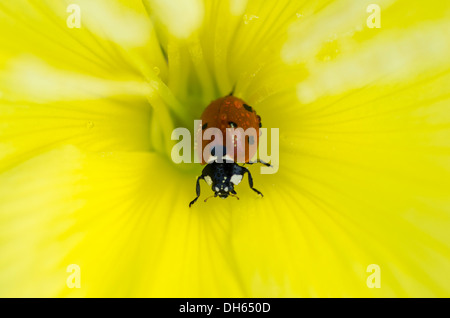 L'ONAGRE Oenothera [PSP] close-up de l'intérieur de la fleur avec sept-spot ladybird England UK Juillet Banque D'Images