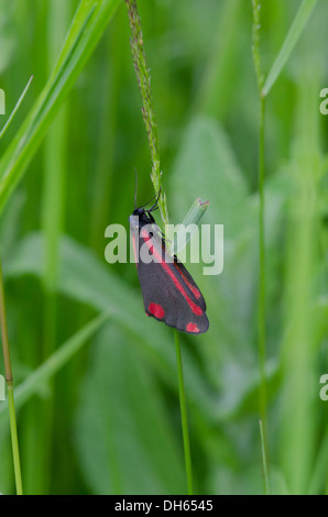 Cinnabar Moth [Tyria jacobaeae] adulte. Sussex, juillet. Banque D'Images