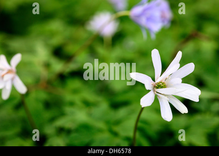 Au début du printemps des fleurs anemone appenine blanc et bleu, beau type marguerite Jane Ann Butler Photography JABP1017 Banque D'Images