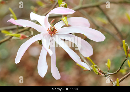 Début de saison du printemps fleur de magnolia rose fraîchement ouvert Jane Ann Butler Photography JABP1022 Banque D'Images