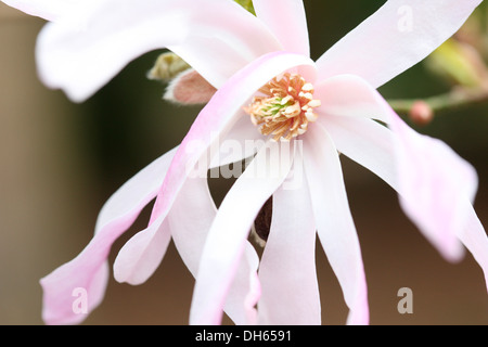 Début de saison du printemps magnolia rose ouverte bloom Jane Ann Butler Photography JABP1024 Banque D'Images