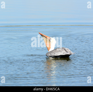 Un pélican brun avaler ses prises. Photographié à la réserve faunique de San Joaquin, Irvine, CA Banque D'Images