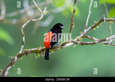 Tangara à croupion rouge (Ramphocelus passerinii), homme, Parc National Braulio Carrillo, Costa Rica, Amérique Centrale Banque D'Images