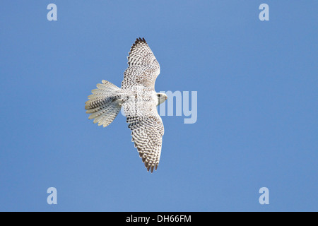 Le Faucon gerfaut (Falco rusticolus) en vol, femme, Zone Arctique Banque D'Images