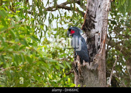 (Probosciger aterrimus Palm Cockatoo) dans une forêt tropicale, la péninsule du Cap York, dans le nord de Queensland, Australie Banque D'Images