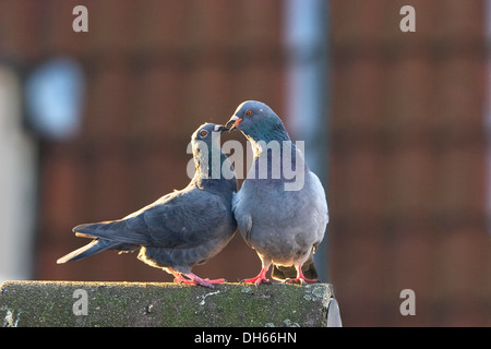 Pigeons domestiques (Columba livia domestica), la facturation, parade nuptiale sur toit Banque D'Images