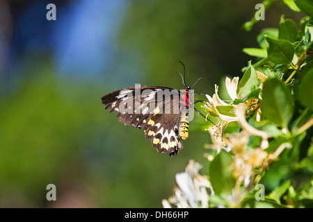 Ornithoptera priamus Cairns (CITES), femme papillon sur une fleur, Atherton Tablelands, Queensland, Australie Banque D'Images