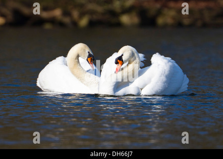 Le Cygne tuberculé (Cygnus olor), paire d'effectuer la parade nuptiale, Haute-Bavière Banque D'Images