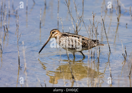 La Bécassine des marais (Gallinago), oiseau de l'année 2013, Majorque, Espagne, Europe Banque D'Images