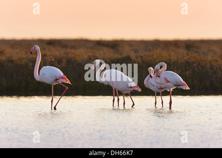 American Flamingo (Phoenicopterus ruber), au lever du soleil, Camargue, sud de la France, France, Europe Banque D'Images