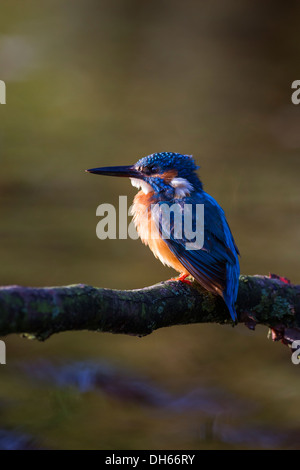 Kingfisher (Alcedo commun mâle atthis) assis sur la rivière en direction de la lumière du soleil. River Swale, Yorkshire Dales, North Yorkshire, UK Banque D'Images