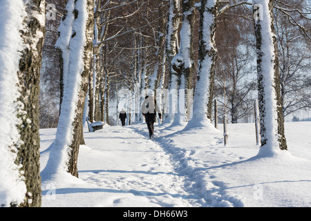 La neige chemin bordé d'arbres, Oberbayern, Uffing, Bavière, Allemagne Banque D'Images