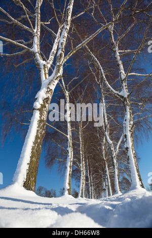 La neige chemin bordé d'arbres, Oberbayern, Uffing, Bavière, Allemagne Banque D'Images