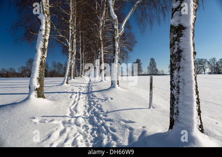 La neige chemin bordé d'arbres, Oberbayern, Uffing, Bavière, Allemagne Banque D'Images