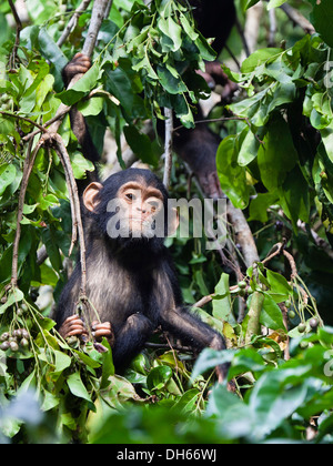 Jeune chimpanzé (Pan troglodytes), montagnes Mahale Nationalpark, Ostafrika, Tanzanie Banque D'Images