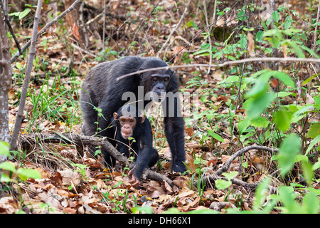 Les chimpanzés (Pan troglodytes), avec de jeunes femmes, montagnes Mahale Nationalpark, Ostafrika, Tanzanie Banque D'Images