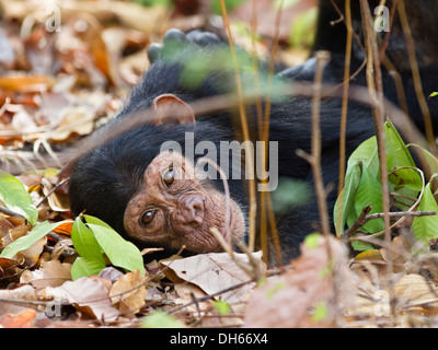 Jeune chimpanzé (Pan troglodytes), reposant sur le sol, montagnes Mahale Nationalpark, Ostafrika, Tanzanie Banque D'Images