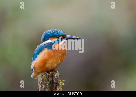 Kingfisher (Alcedo commun mâle atthis) Sam perché sur la mousse post par rivière. River Swale, Yorkshire Dales, North Yorkshire, UK Banque D'Images