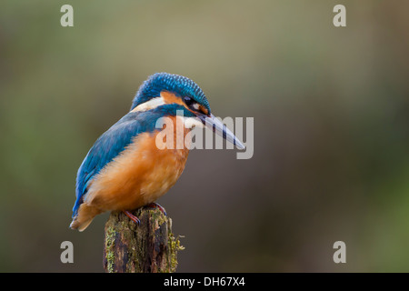 Kingfisher (Alcedo commun mâle atthis) Sam perché sur la mousse post par rivière. River Swale, Yorkshire Dales, North Yorkshire, UK Banque D'Images