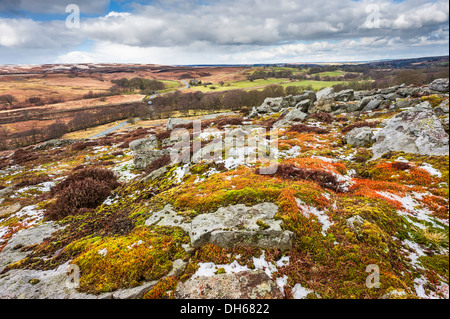 Le North York Moors au printemps avec la floraison des herbes, mousse, Heather contre un paysage vallonné près de Goathland, Angleterre. Banque D'Images