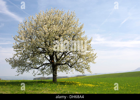 Paysage de printemps, Baselbiet canton, Switzerland, Europe Banque D'Images