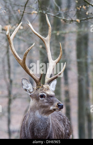 Le cerf sika, cerf japonais ou le cerf (Cervus nippon), Cerf, Parc, Daun Daun, Vulkan Eifel, Eifel, Rhénanie-Palatinat Banque D'Images