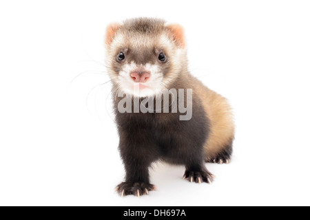 Polecat isolé en face de fond blanc. Banque D'Images