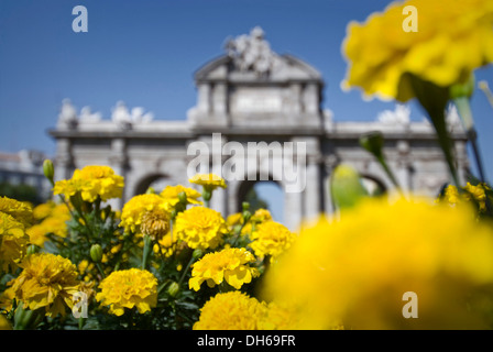 Fleurs de souci jaune en face de la Puerta de Alcala à Madrid, Espagne, Europe Banque D'Images