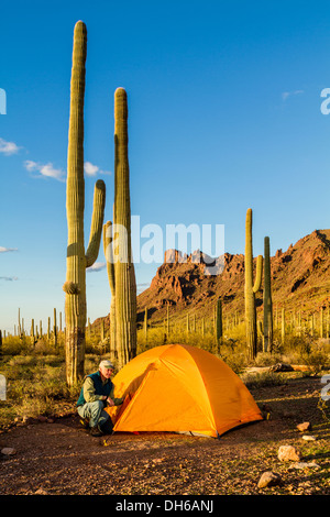 Un homme s'agenouille à l'extérieur d'une tente à lumière du soir. Saguaro cactus en arrière-plan. Tuyau d'orgue Cactus National Monument, Arizona Banque D'Images