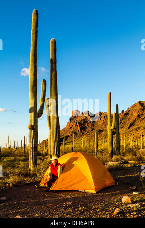 Un homme regarde par une tente en lumière du soir. Saguaro cactus en arrière-plan. Tuyau d'orgue Cactus National Monument, Arizona Banque D'Images