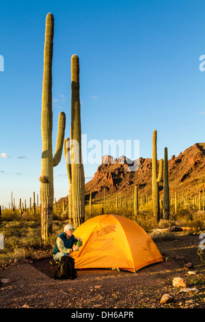 Un homme avec une bouteille d'eau s'agenouille à l'extérieur d'une tente. Saguaro cactus en arrière-plan. Tuyau d'orgue Cactus National Monument, Arizona Banque D'Images