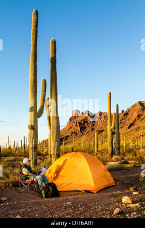 Un homme est assis dans la chaise et lit de camp à l'extérieur d'une tente. Saguaro cactus en arrière-plan. Tuyau d'orgue Cactus National Monument, Arizona Banque D'Images