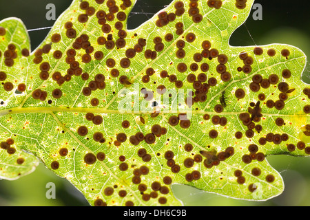 Des galettes sur les feuilles de chêne Banque D'Images