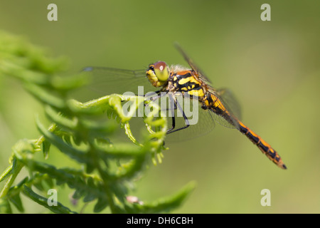 Dard noir - Sympetrum danae Banque D'Images