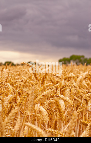 Un champ de blé d'or prêts pour la récolte avec du rouge-violet storm clouds gathering dans le ciel au-dessus. Banque D'Images
